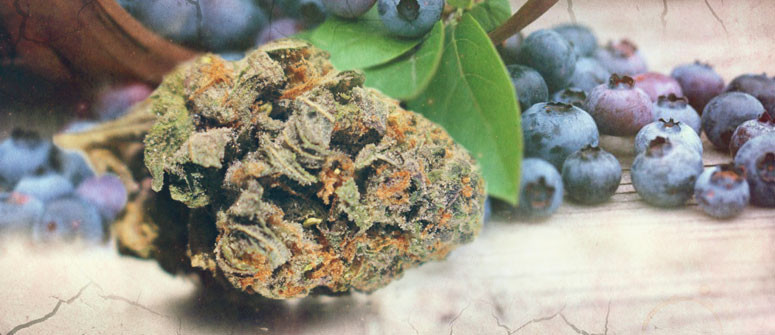 The origin of the blueberry strain