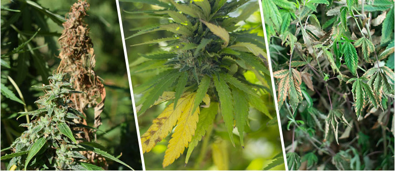 Top 10 mistakes of the beginning cannabis grower