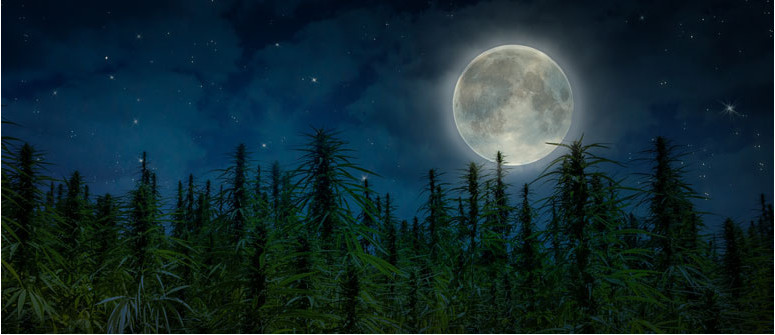 Moon gardening and cannabis: using the moon for a better grow Moon gardening and cannabis: using the moon for a better grow