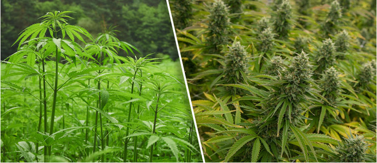 ¿Qué diferencia hay entre el cáñamo y la marihuana?
