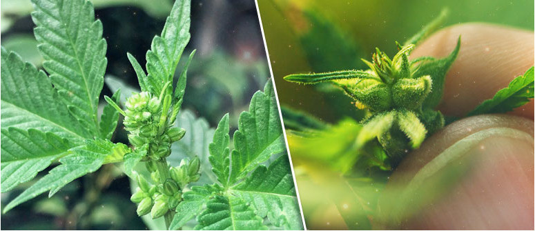 What can you do with a male cannabis plant What can you do with a male cannabis plant