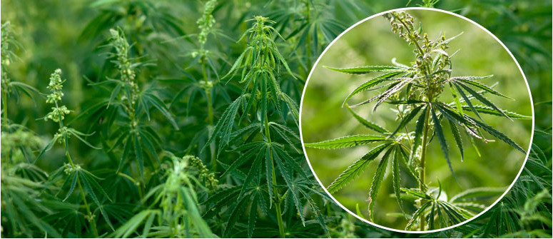 What is cannabis ruderalis?