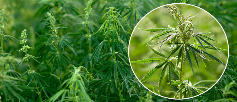 What is cannabis ruderalis? What is cannabis ruderalis?