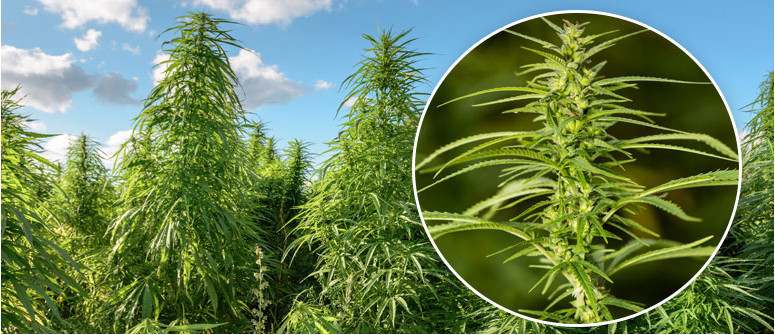 ¿Qué es el cannabis Sativa?