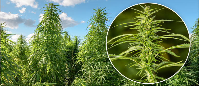 What is cannabis sativa? What is cannabis sativa?