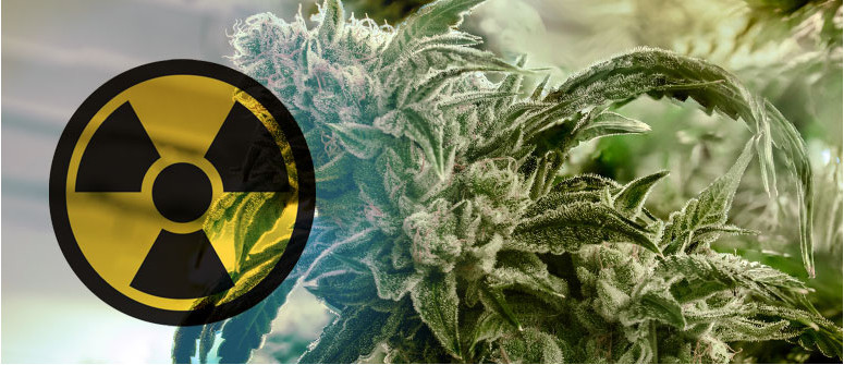 Gamma irradiation on cannabis; a controversial topic Gamma irradiation on cannabis; a controversial topic