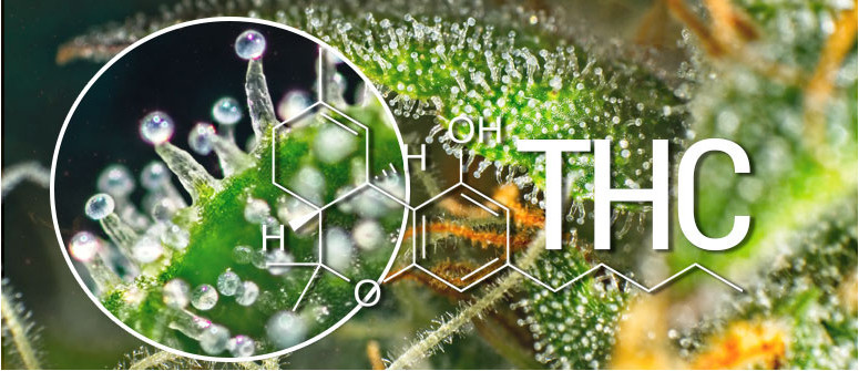 ¿Qué es el THC (delta-9-tetrahydrocannabinol)?