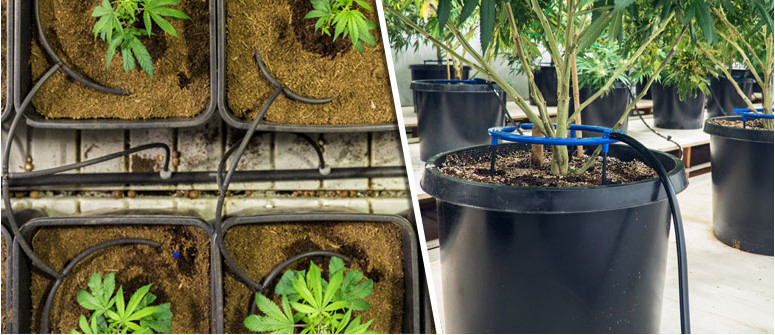 How to grow cannabis with drip irrigation