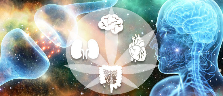 Introducción a los cannabinoides y el sistema endocannabinoide