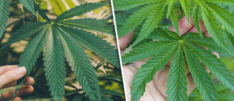 ¿Colocan las hojas de marihuana?