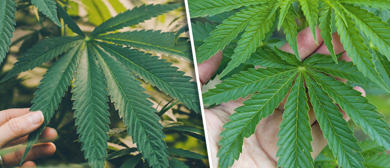 Can you Smoke Weed Leafs and Get High?