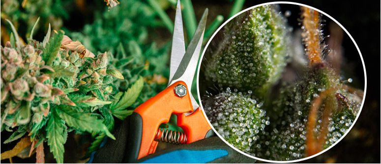 Cut down your plants at the right time to get the best weed Cut down your plants at the right time to get the best weed