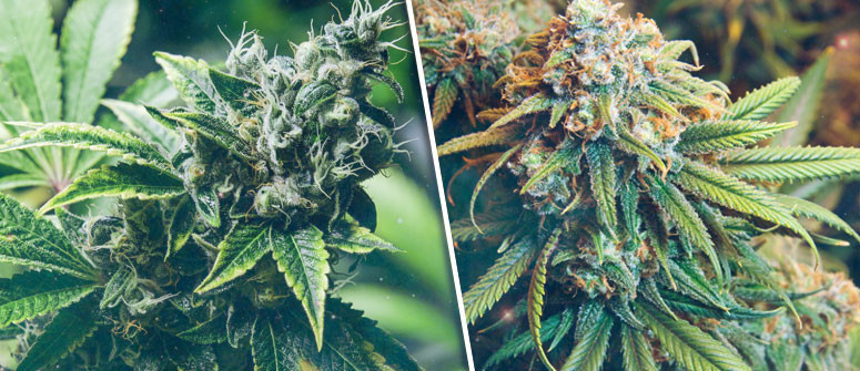 12 Choses importantes à savoir avant de cultiver du cannabis