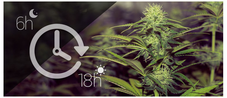 What is the best light cycle for autoflowering cannabis plants? 
