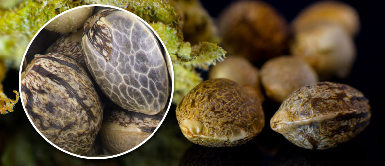 How to check the quality of cannabis seeds How to check the quality of cannabis seeds