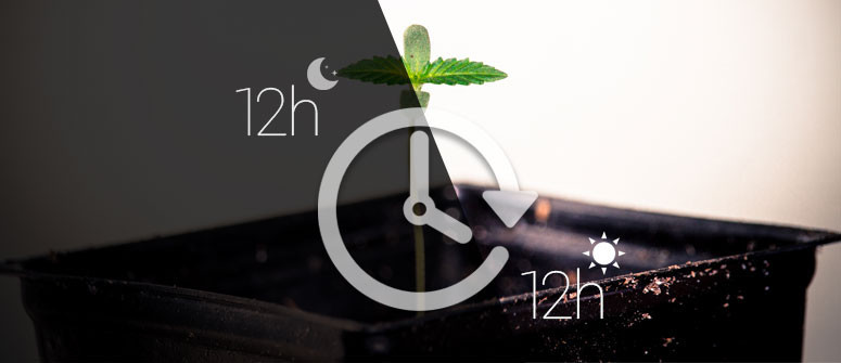 Más cosechas de marihuana cada año con el método 12/12 