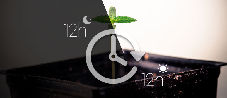 Plus de récoltes par an avec la méthode 12/12 Plus de récoltes par an avec la méthode 12/12
