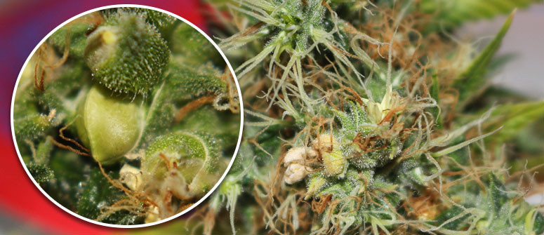 How to deal with hermaphrodite cannabis