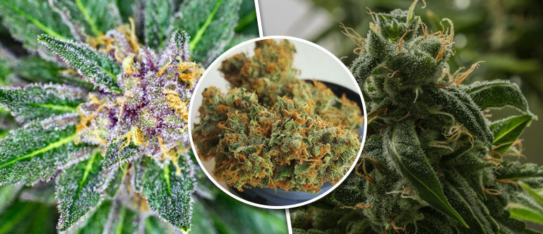 What are 'kush' cannabis strains?