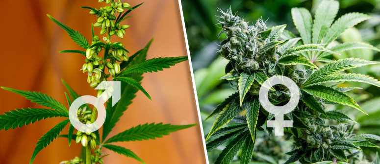 What’s the difference between male & female cannabis plants?