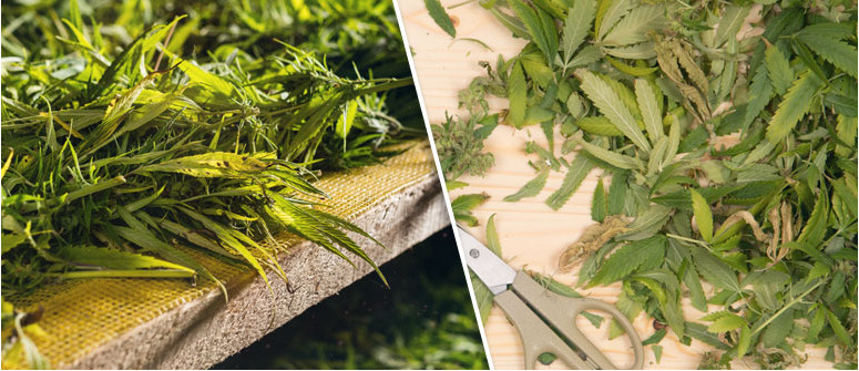 What to do with cannabis trim after a harvest What to do with cannabis trim after a harvest