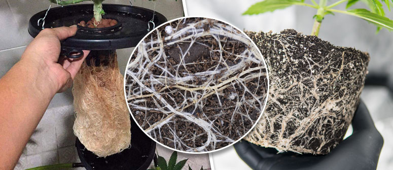 Why a healthy root system is so important for growing cannabis