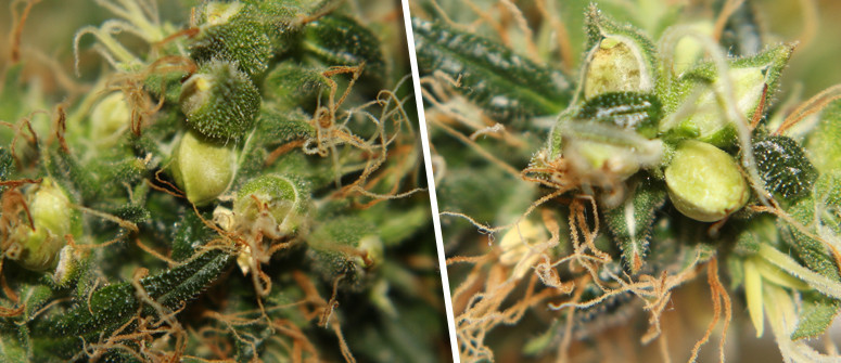 Do feminized seeds have a bigger chance of turning into hermaphrodite plants?