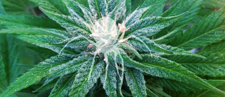 White Widow Strain - Growing Tips and Medical Effects - Marijuana Guides