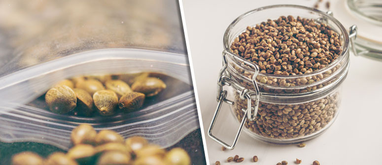 How to store cannabis seeds the best way