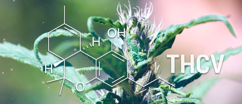 C’est Quoi La THCV (Tétrahydrocannabivarine)