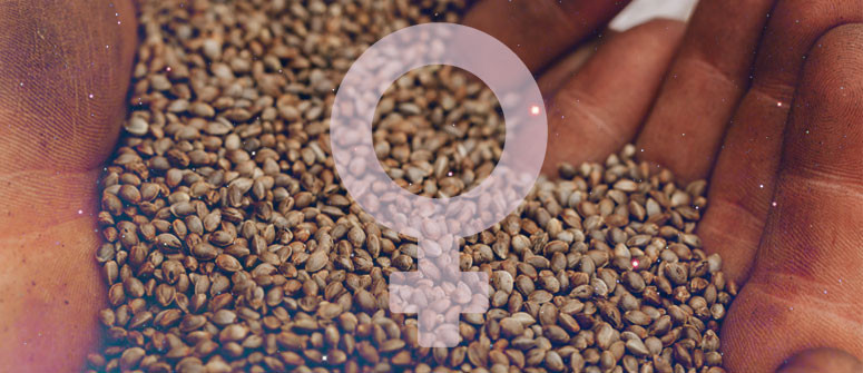 How to make your own feminized cannabis seeds