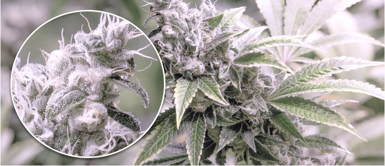 Albino weed - real or myth? Albino weed - real or myth?