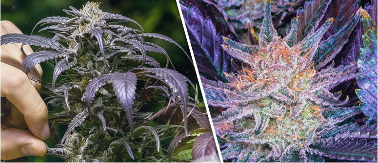 Why do some cannabis plants turn blue/purple?