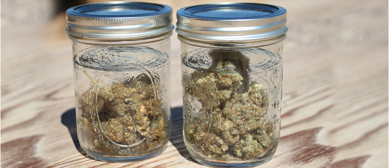 Water curing of marijuana buds