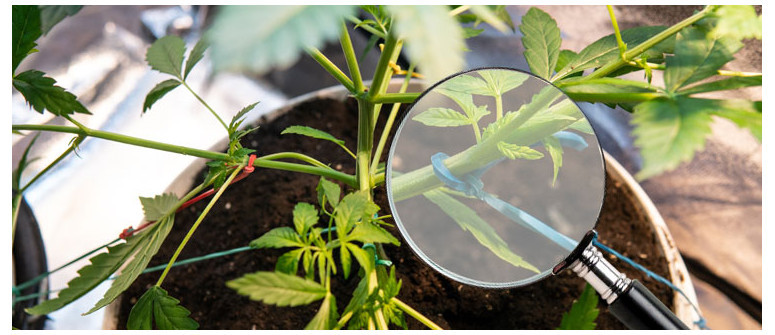Guide to low-stress training (LST technique) for cannabis plants Guide to low-stress training (LST technique) for cannabis plants