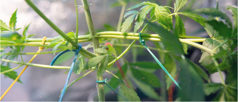 Main-lining: an interesting grow method for bigger and better yields