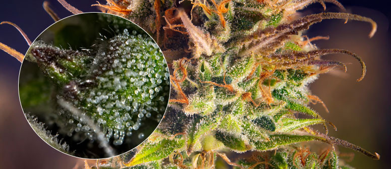 Tricomas de la planta de cannabis: qué son y por qué son importantes