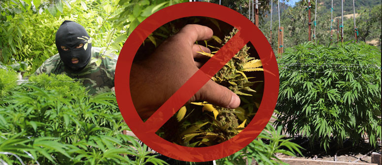 4 tips to protect your cannabis garden from thieves