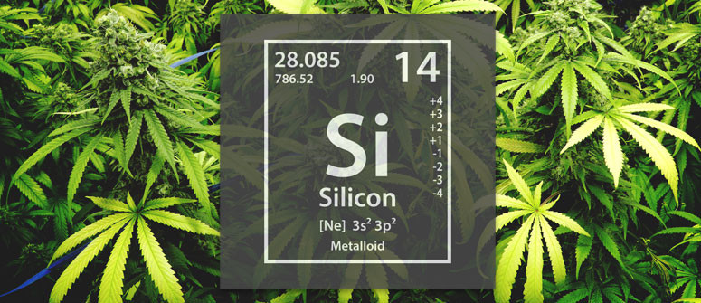 Growing cannabis and the use of silicon Growing cannabis and the use of silicon