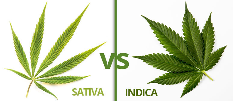 Infographie : différence entre cannabis sativa et indica