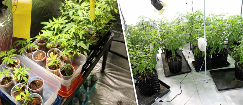 Cómo crear el cuarto de cultivo de marihuana perfecto