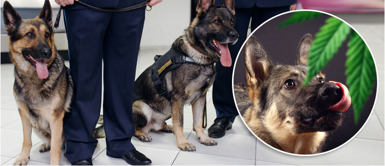 Is it possible to fool a drug sniffer dog?