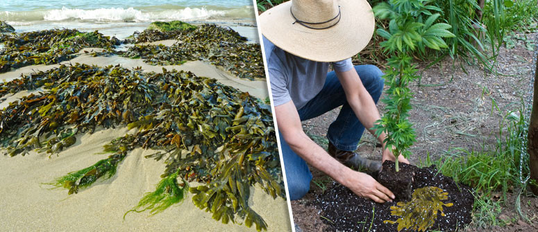 seaweed uses