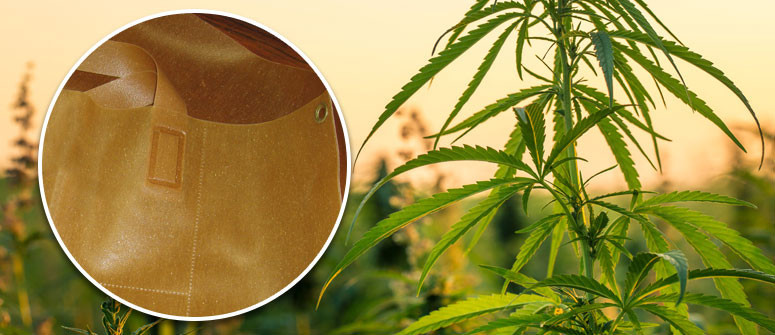 Can hemp plastic change the world?