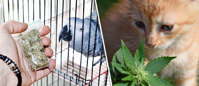 Vos animaux de compagnie peuvent-ils bénéficier de la weed médicale ?