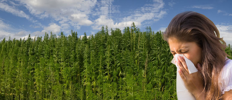 Is it possible to be allergic to cannabis? Is it possible to be allergic to cannabis?