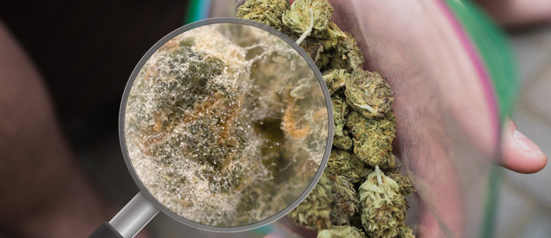 How to see if your weed is contaminated