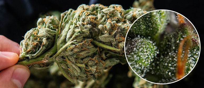Has weed really gotten stronger?