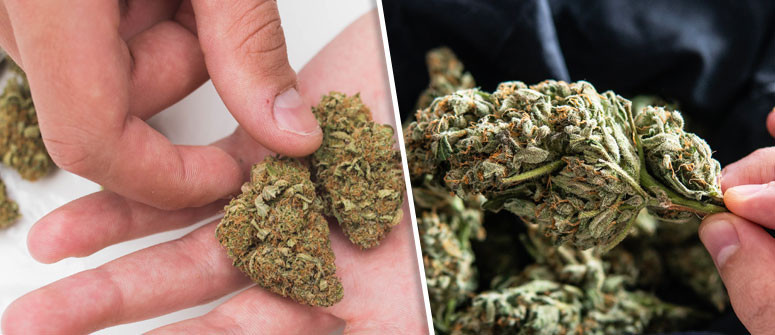 Cómo comprobar la calidad de tu cannabis