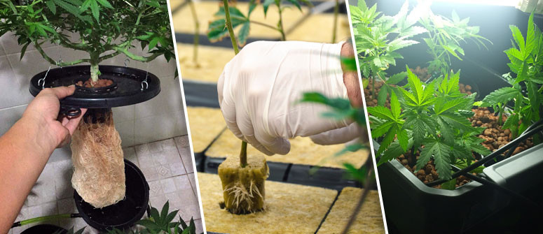 Ventajas e inconvenientes del cultivo hidropónico de marihuana